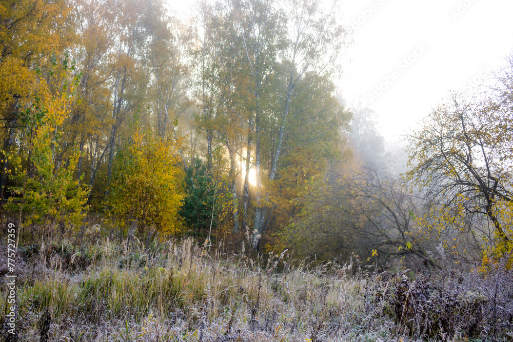 Fog on nature in the cold morning, autumn in November
