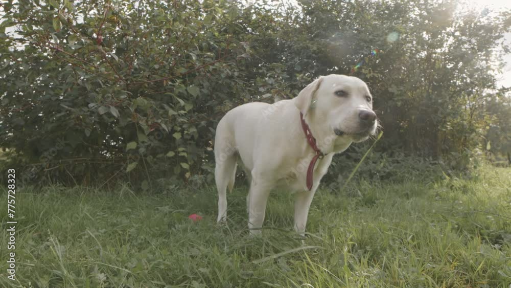 Lens flared shot of white labrador retriever eating green grass outside on sunny day Lens flared shot of white labrador retriever eating green grass outside on sunny day