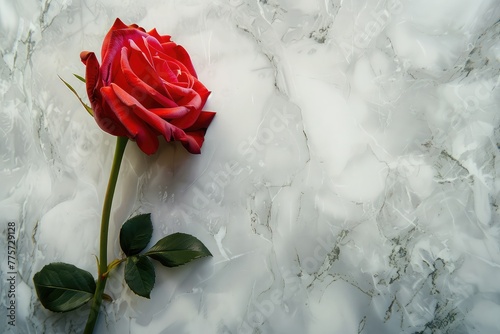 Rose on marble, copy space. Red rose on a gray background with space for text