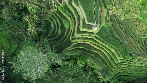 Beautiful multy-layered terraces of rice paddy fields on hill side, top-down aerial shot, camera slowly panning right. Unusual angle of well-known Bali upland landmark, Tegallalang ravine photo