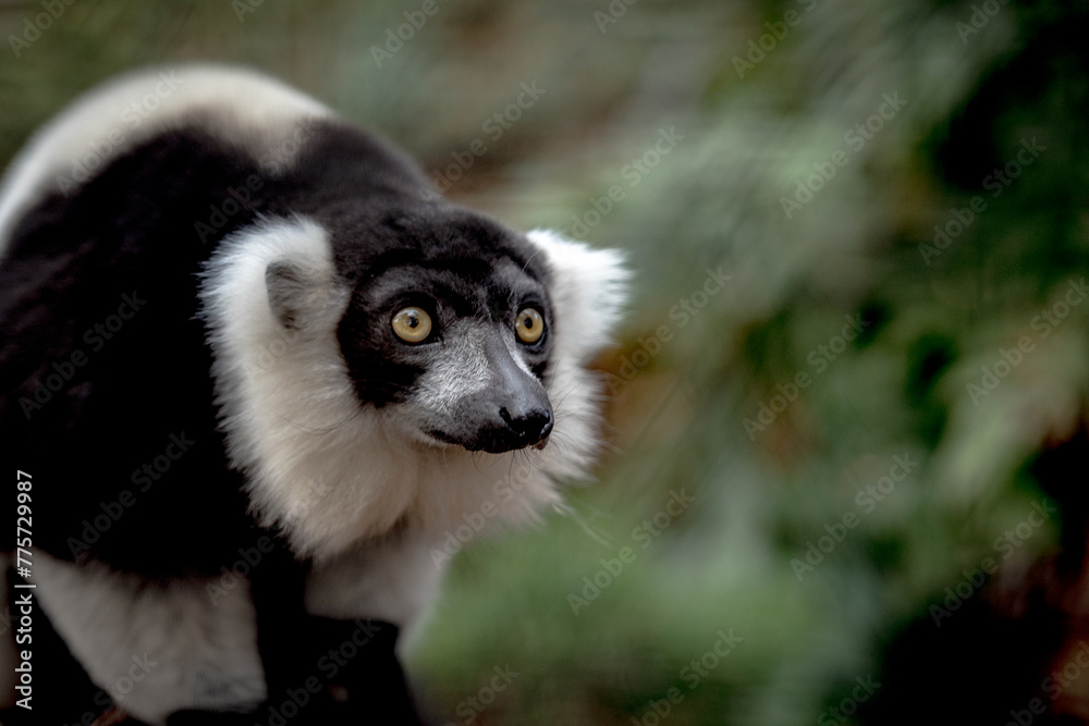 Obraz premium lemur