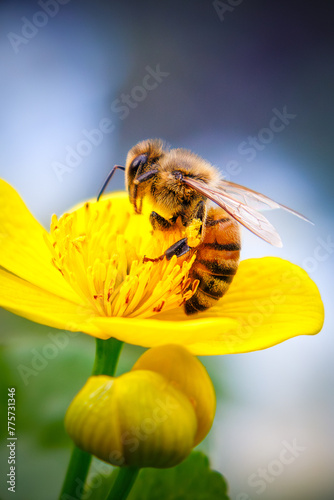 Pszczoły zbierające pyłek