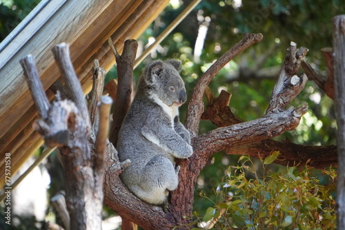Photography Koala at the zoo sitting up