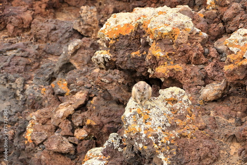 Curious barbary ground squirrel at volcano caldera Calderon Hondo, Fuerteventura, Atlantoxerus getulus photo