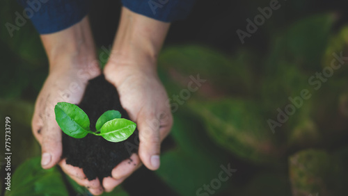 Hands holding green plant with soil on nature background, Ecology concept