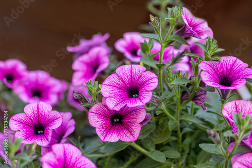 Petunia plant with pink flowers, Petunia exserta, Surfinia. Toning. Beautiful decorative plants bloom. growing, growing plants