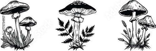 Set of mushroom, vector illustration.
