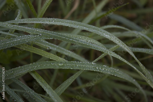 Dew on green grass closeup