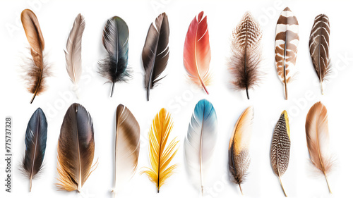 Assorted bird feathers displayed on a white background. © Ritthichai