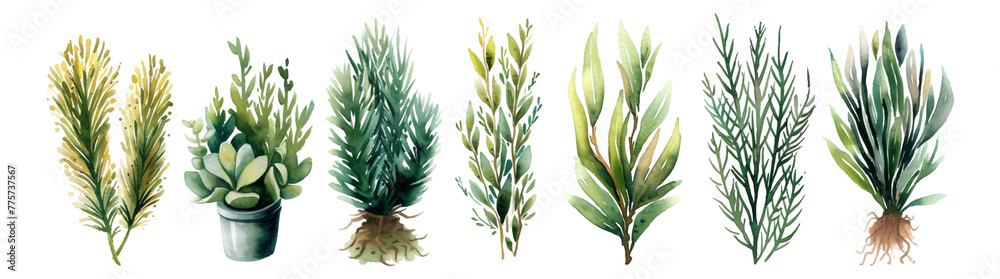Watercolor style, collection of plant elements, transparent background Watercolor style, collection of plant elements, transparent background