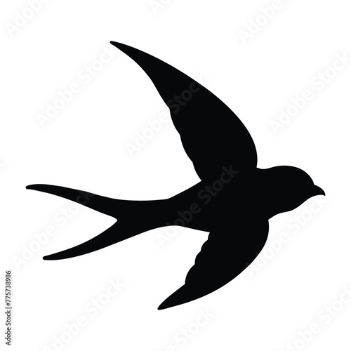 silhouette of a swallow bird