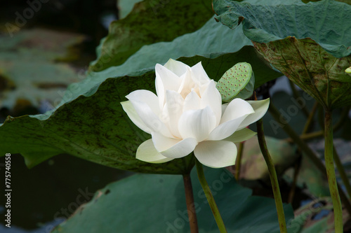 The white lotus on the black background