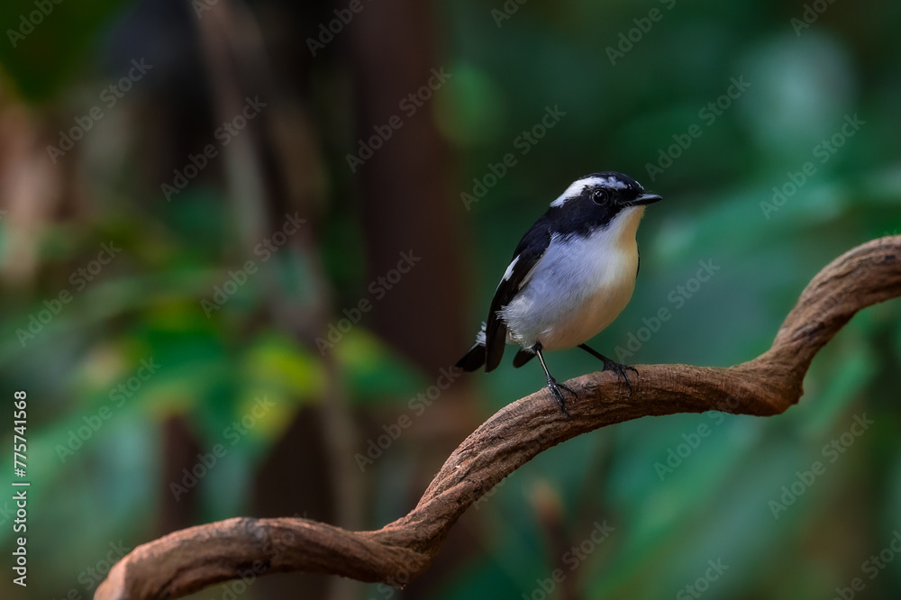 Fototapeta premium Little Pied Flycatcher The head, upper body, and tail are black. The eyebrows are long. The wing stripes and base of the outer pair of tail feathers are white. The lower body is white. Chiang Mai.