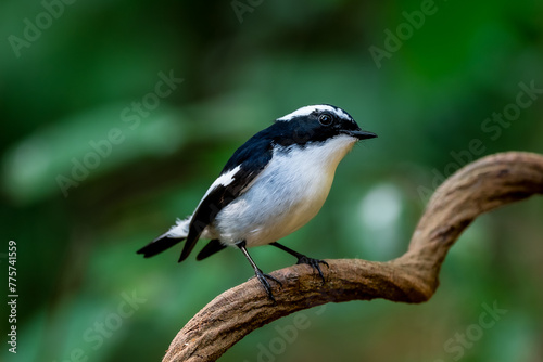 Little Pied Flycatcher The head, upper body, and tail are black. The eyebrows are long. The wing stripes and base of the outer pair of tail feathers are white. The lower body is white. Chiang Mai.