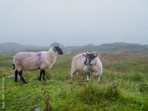 Wool sheep in a green field, fog covers mountains in the background. Nature scene in Ireland. Nobody. Cute animal grow in wild pasture.