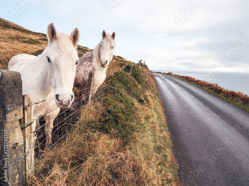 Two white horses by a metal gate in a field, hill and blue cloudy sky in the background, small country road with high quality surface on the left. Nature scene with stunning animals in pasture.