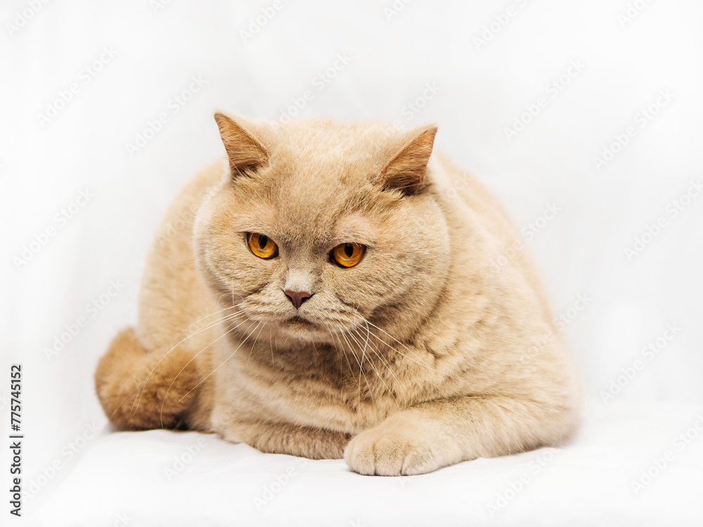 Tough looking British short hair cat on light background. Studio shot. Selective focus. Hard look in animal eyes.