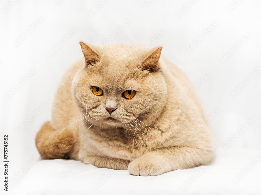 Tough looking British short hair cat on light background. Studio shot. Selective focus. Hard look in animal eyes. Tough looking British short hair cat on light background. Studio shot. Selective focus. Hard look in animal eyes.
