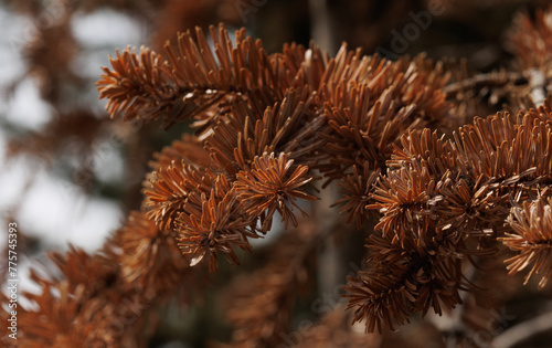 Close-up of droughty leaves of spruce tree on the blurry background
