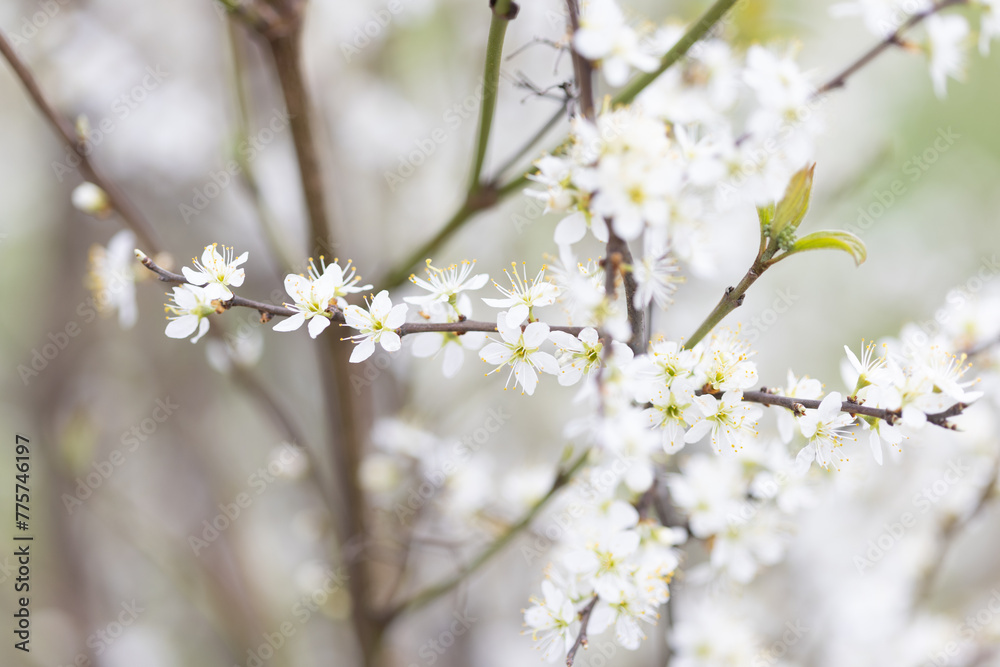 Kleine weiße Blumen an einem Strauch