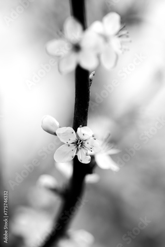 Zarte weiße Blumen an einem Ast, schwarz-weiß