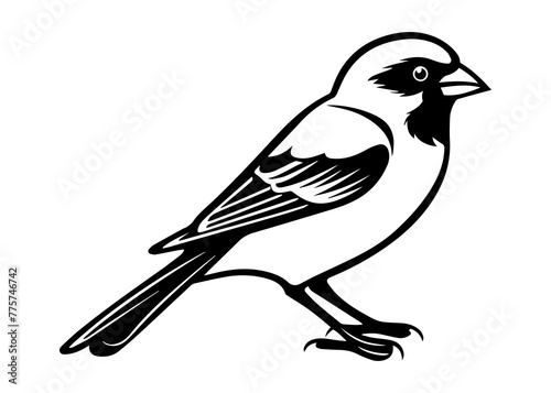 finch silhouette vector illustration