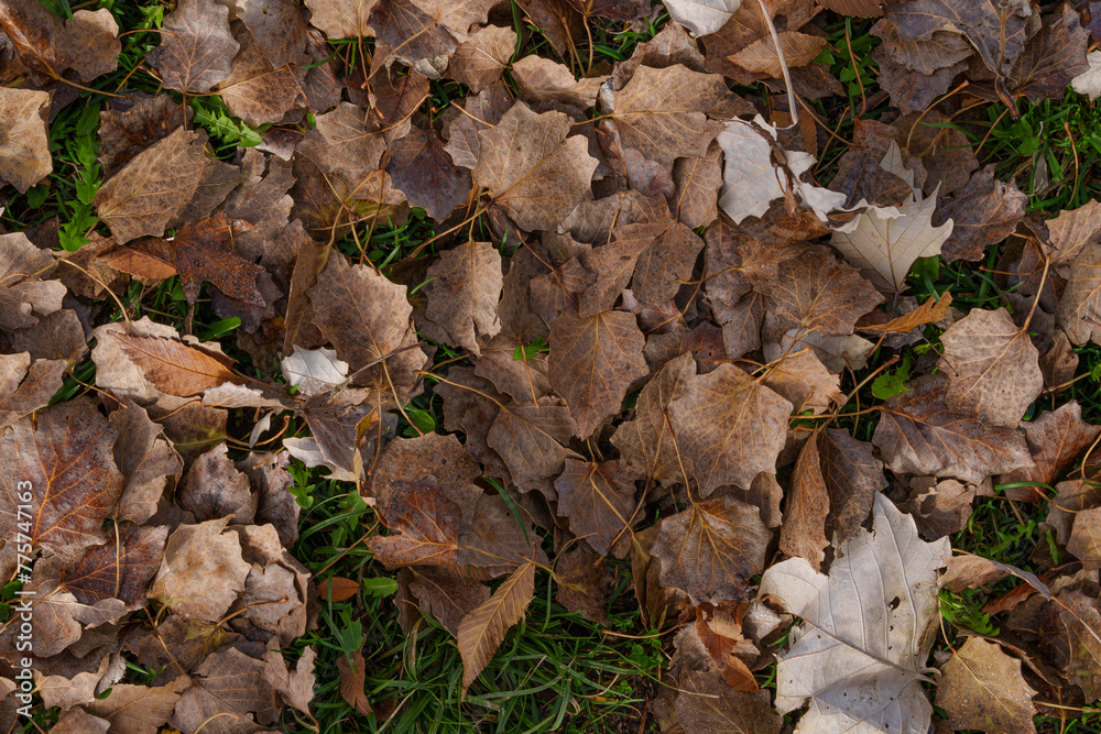 Natural environment of dry leaves on the ground natural texture Natural environment of dry leaves on the ground natural texture