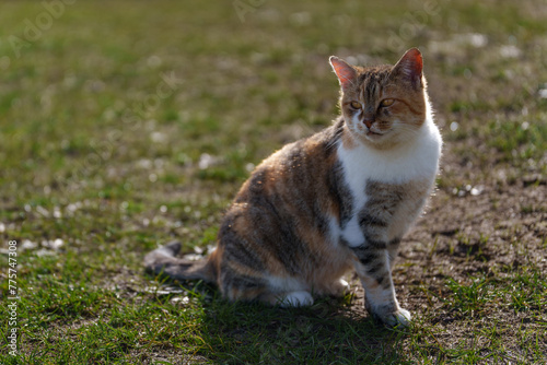 Domestic cat walking in the field