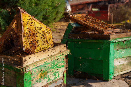 Worker bees stealing honey from other honeycombs for their queen © Rodomart Studio