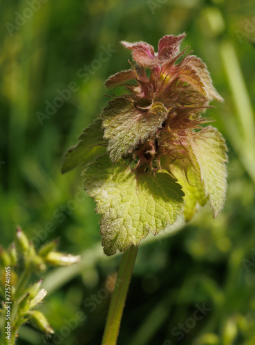 Macro of a feathery plant (lamium purpureum) on the green blurry background