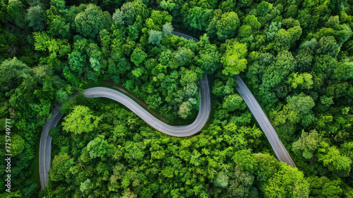 A curving road winds its way through a dense forest of tall trees and lush greenery