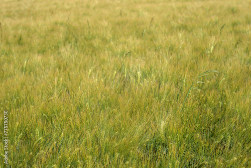Champ de blé dans les plaines de l'Est à Valmy, Marne, France