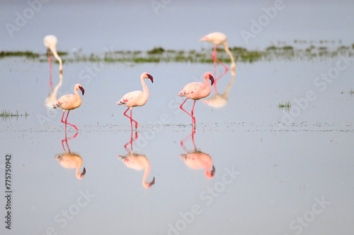 Reflection of Flamingoes in Kenya