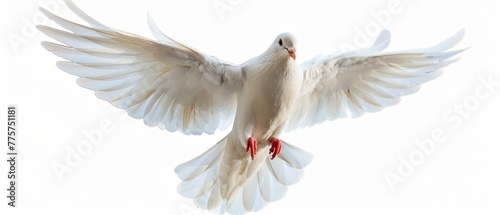 This white dove is flying freely on a white background.