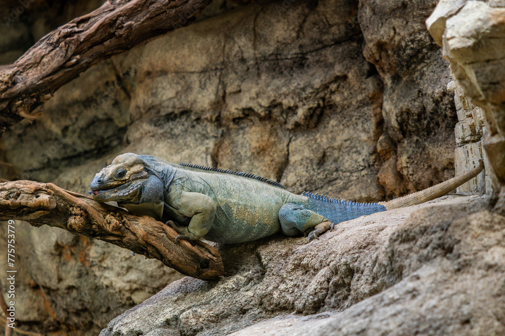 Horned Ground Iguana - Cyclura cornuta, endangered unique large ground ...
