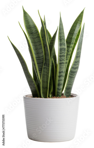 snake plant in modern pot isolated on transparent background