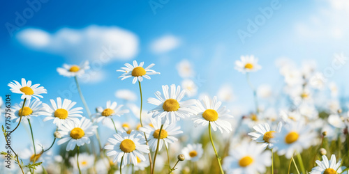 Sunny Field of White Daisies Under a Clear Blue Sky © Adin