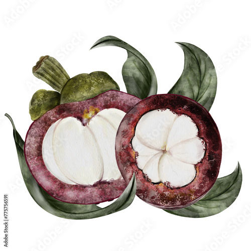 Mangosteen fruit watercolor illustration. Tropical fruit hand drawing composition isolated on white background. Botanical clip art of asian food garcinia. Realistic mangostana sketch for designing photo