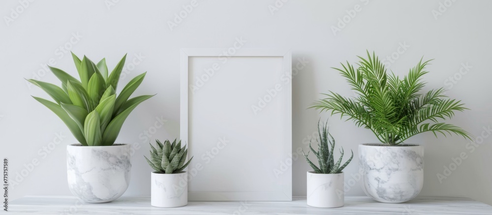 Three plants in front of a blank frame on a shelf
