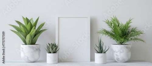 Three plants in front of a blank frame on a shelf