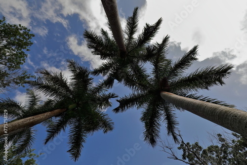 Sky-converging royal palm trees viewed bottom-to-top near the tajona -crushing mill- of the Cafetal Buenavista Coffee Estate. Las Terrazas-Cuba-134