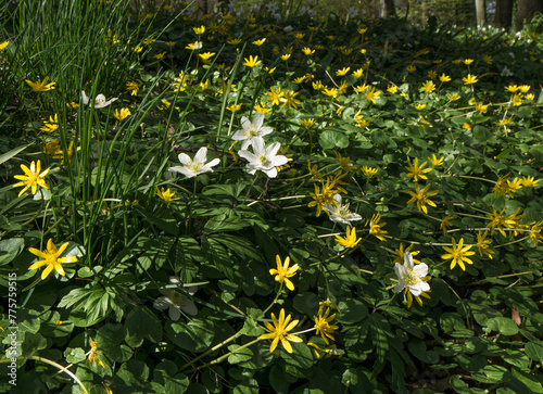 White anemones among yellow flowers in a forest clearing.