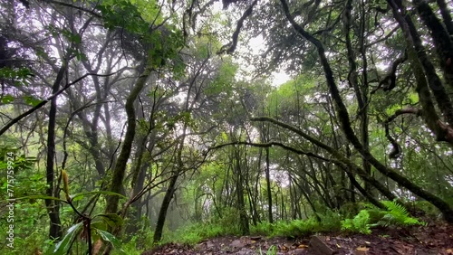 A tropical forest with a large tree at the front and a lush coloration that can be found in a rainforest only.Yote-sa, Khuzama near dzukou valley is located at the border of the Indian states of Nagal photo