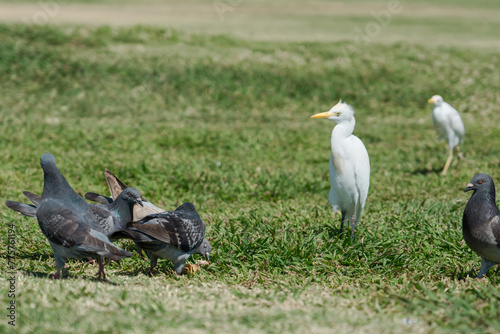 The western cattle egret (Bubulcus ibis) is a species of heron (family Ardeidae) found in the tropics, subtropics and warm temperate zones. Wawamalu Beach Park HONOLULU OAHU HAWAII。 Columba (bird)
 photo