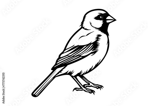 finch silhouette vector illustration