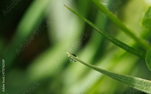 Macro of a water droplet at the edge of a grass on the blurry background