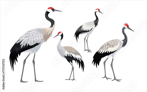 Hand drawn red crowned crane, colorful red crowned crane, colorful design, colorful red crowned tattoo sketch, hand drawn black animal engraving, vector illustration, SVG, perfect for t-shirts, mugs,  © Y