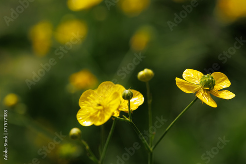A macro of yellow flower (ranunculus) on a green blurry background
