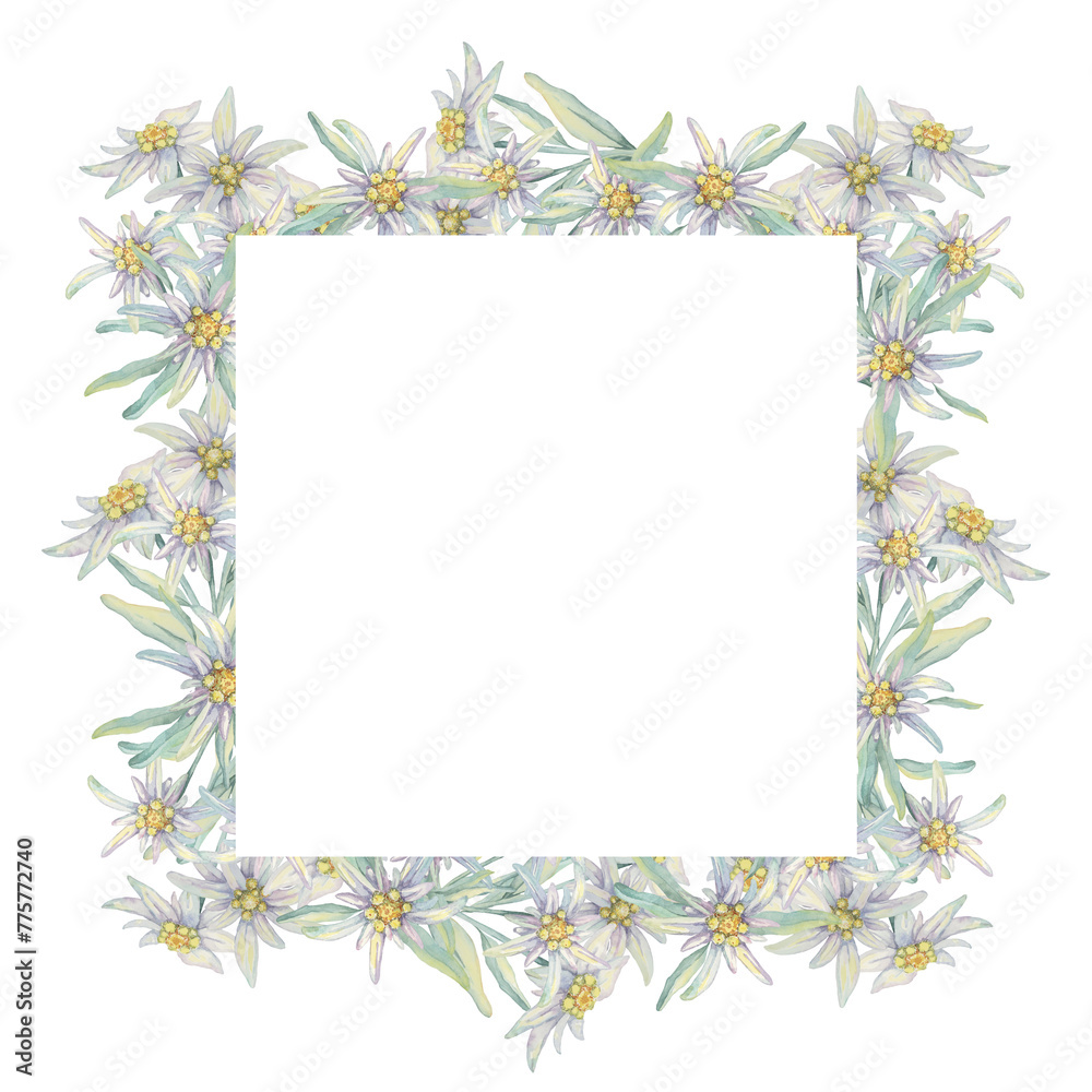 Square wreath of edelweiss flowers. Hand drawn watercolor frame clipart, floral rustic style in pastel colors. Design template for postcard, invitation, printing, wedding, isolated on white background Square wreath of edelweiss flowers. Hand drawn watercolor frame clipart, floral rustic style in pastel colors. Design template for postcard, invitation, printing, wedding, isolated on white background