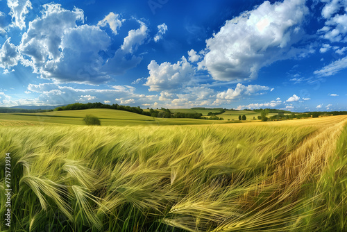 wheat field and blue sky